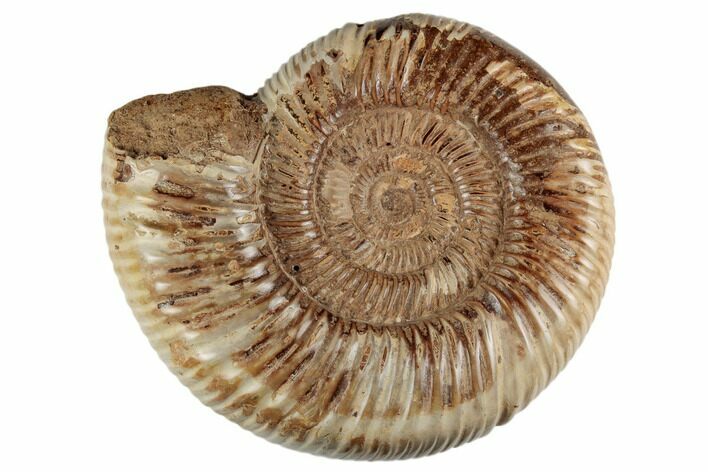 6.4" Jurassic Ammonite (Perisphinctes) - Madagascar